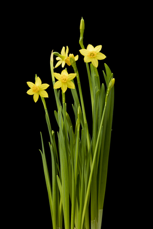 Daffodil flowers isolated on black backgroundの写真素材