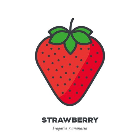 Strawberry fruit icon, outline with color fill style vector illustration,のイラスト素材