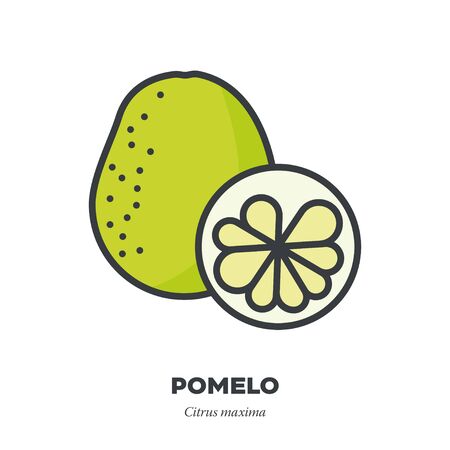 Pomelo fruit icon, outline with color fill style vector illustration, whole fruit and cross-sectionのイラスト素材