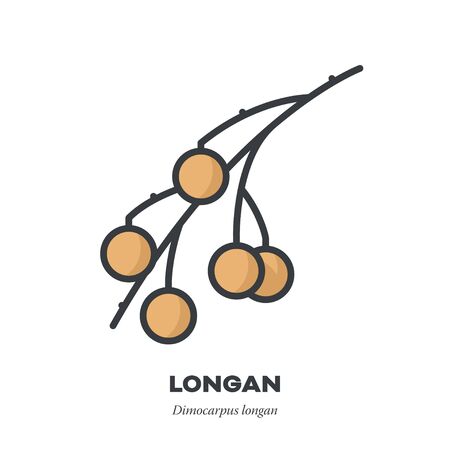 Longan fruit icon, outline with color fill style vector illustration, several fruit on a branchのイラスト素材