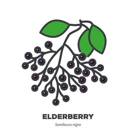 Elderberry fruit icon, outline with color fill style vector illustration, fruit cluster and leavesのイラスト素材