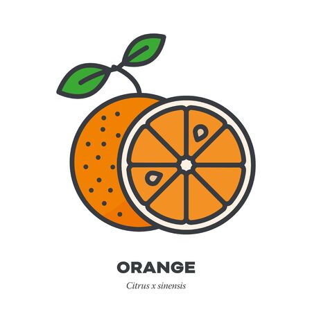 Orange fruit icon, outline with color fill style vector illustration, whole fruit and cross-sectionのイラスト素材