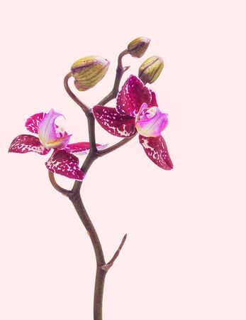 Purple Phalaenopsis orchid blossoms closeup , vintage processingの写真素材