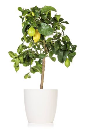Potted lemon tree with several fruits isolated on white backgroundの写真素材