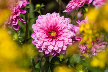 Vibrant Pink Dahlia flower in a garden with yellow foreground bokehの写真素材