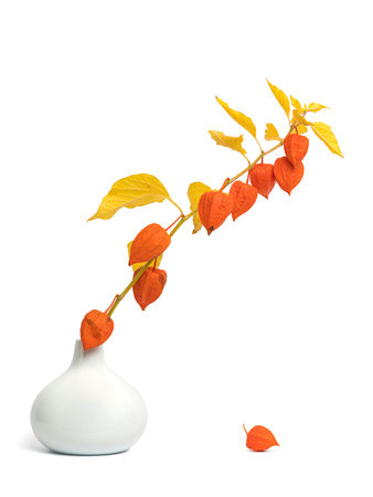 Wilting Physalis alkegengi or Chinese Lantern branch full with fruits in a vase, single husk on the ground, isolated on white backgroundの写真素材