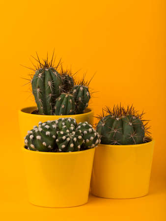 Three different small cactus plants in yellow flower pots on yellow backgroundの写真素材
