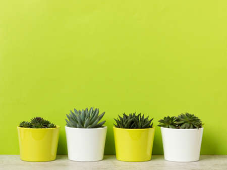 Four flower pots with succulents and houseleeks on a shelf at vibrant green wall, large copy space aboveの写真素材