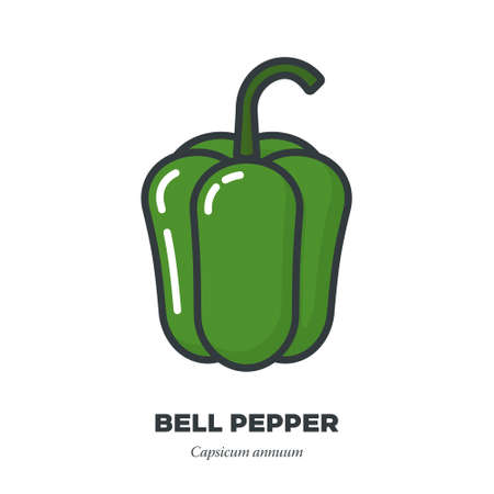 Green bell pepper vegetable icon, outline with color fill style vector illustrationのイラスト素材