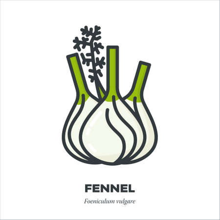 Fennel bulb vegetable icon, outline with color fill style vector illustrationのイラスト素材