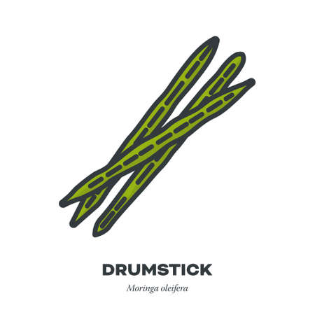 Drumsticks or Moringa seed pods vegetable icon, outline with color fill style vector illustrationのイラスト素材