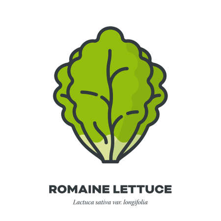 Romaine lettuce vegetable icon, outline with color fill style vector illustrationのイラスト素材