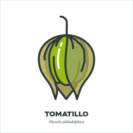 Tomatillo vegetable icon, outline with color fill style vector illustration