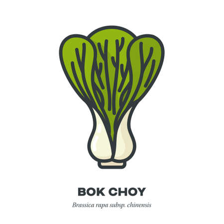 Bok Choy cabbage leaf vegetable icon, outline with color fill style vector illustrationのイラスト素材