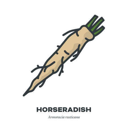 Horseradish root vegetable icon, outline with color fill style vector illustrationのイラスト素材