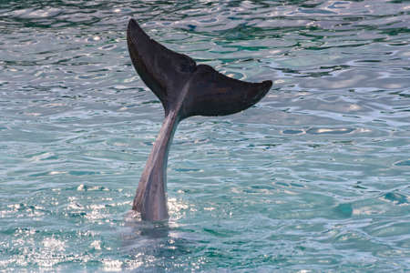Tail fin of a dolphin above water surfaceの写真素材