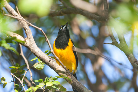 Bananaquit bird, Coereba flaveola, at CuraÃ§ao