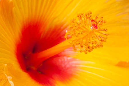 Hibiscus flower reproductive organs. Pollen grains being discharged from the male anthers, attached to the staminal column. Female reproductive organs at top of column.の写真素材