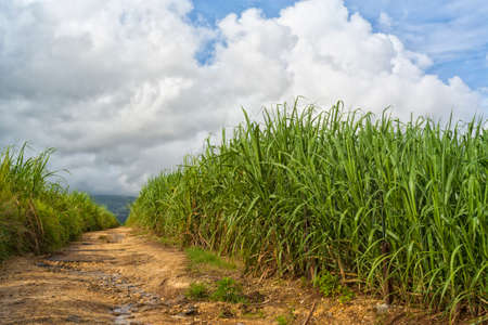 Dirt road through sugar cane plantation on a hill at Caribbean Sea island of Guadeloupeの写真素材