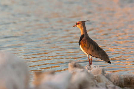 Southern lapwing, Vanellus chilensis, wading bird at CuraÃ§aoの写真素材