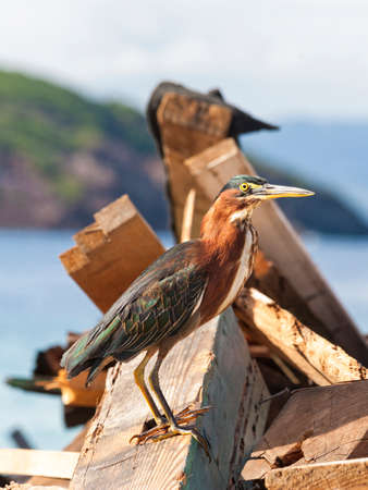Mature Green Heron on a pile of flotsam at Sainte-Marie, Terre-de-Haut, Guadeloupeの写真素材