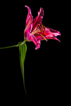 Closeup of pink lily against black background.の写真素材