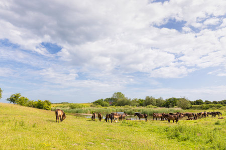Herd of semi-feral Exmoor Pony horses at Danish Baltic Sea island of Langelandの写真素材