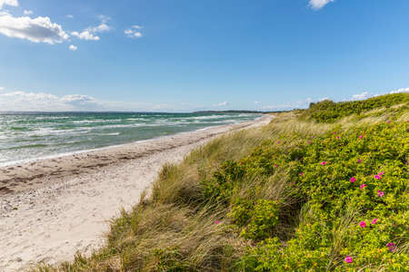 Baltic Sea beach and dunes with dogrose shrubs at Ristinge, Langeland, Denmarkの写真素材