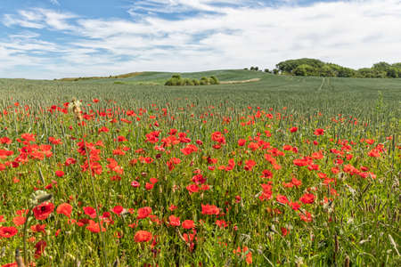 Vibrant red poppy flowers at the edge of a wheat field on baltic sea island Langeland, Denmarkの写真素材