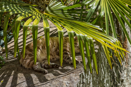 Cute stray cat in Italy sleeping under palm tree leafの写真素材