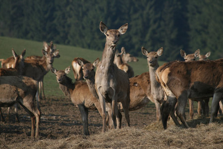 stagsの写真素材