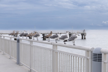 Seagulls on railing at Fort Desoto Park Pinellas County Florida USAの写真素材