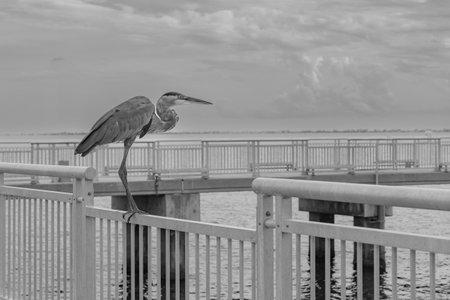 Crane on the fishing pier at Fort De Soto Park Pinellas County Florida USA September 2024. The background has a city scape with storm clouds in vibrant blue and magenta.の写真素材