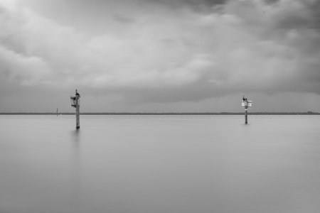 A costal view of a tree growing in the bar with the cityscape behind at Picnic Island Park City of Tampa Bay Florida USA. A recreation vacation location in Florida that is beachfroの写真素材