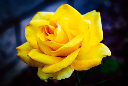 Golden Yellow Rose Shining in Moonlightの写真素材