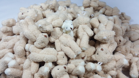 A small cute white bear in a brown bear pileの写真素材