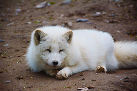 fox lying on the floor