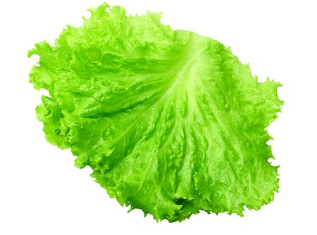 one salad leaf isolated on a white backgroundの写真素材