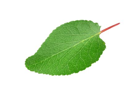 apricot leaf isolated on a white backgroundの写真素材
