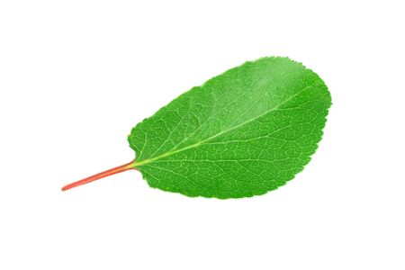 apricot leaf isolated on a white backgroundの写真素材