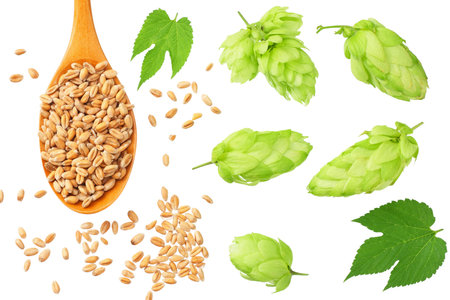 Green hops with wooden spoon, wheat and green leaves isolated on a white background. top view