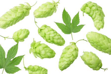Green hops with green leaves isolated on a white background. top viewの写真素材