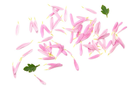 Chrysanthemum bright pink flower with green leaf isolated on white background. top view