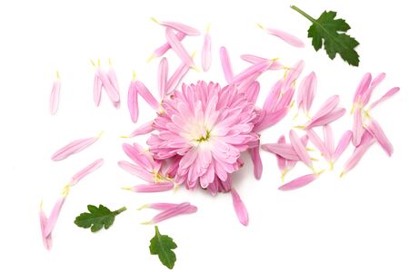 Chrysanthemum bright pink flower with green leaf isolated on white background. top viewの写真素材