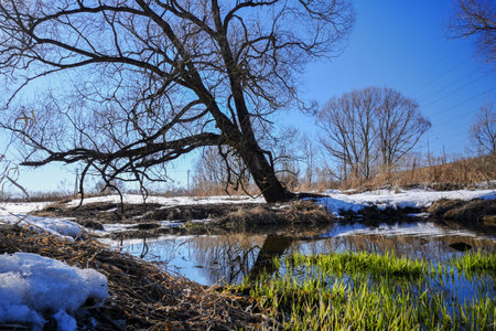 A tree and patches of green grass in early spring. Tree trunk is reflected in the water. Snow is...