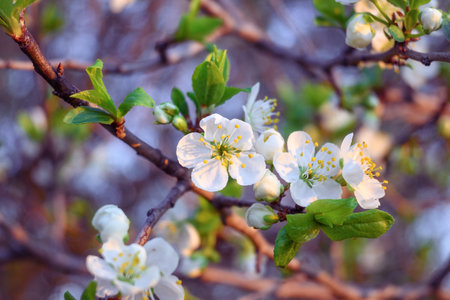 A close-up of an apple tree flowers on the branches with fresh green leaves. Selective focus of early spring blooming.の写真素材
