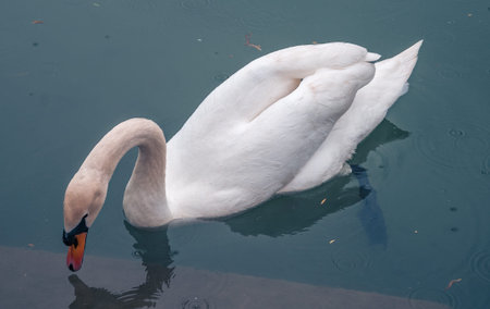 The white swan in a graceful pose in the natural inhabitant. The blue water surface with floating...