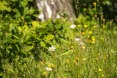 Selective focus of daisies blooming on the forest edge with lots of other flowers. Sunny day, lush grass and tree in the background. Travel, activities, beauty in nature, wildflowers and flora.の写真素材