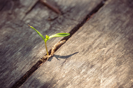 Small tree sprout growing from wooden planks. Subtle fresh green leaves cast shadows on the floor....