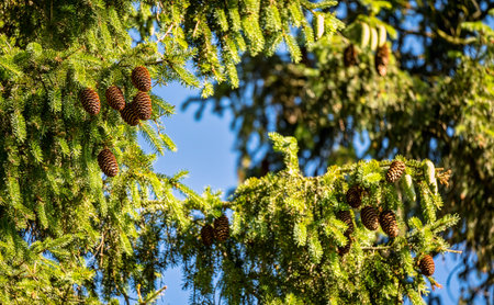 Bright evergreen spruce with brown and young cones and green needles. The symbol of Christmas and...